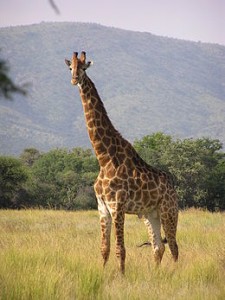 260px-giraffe_standing.jpg